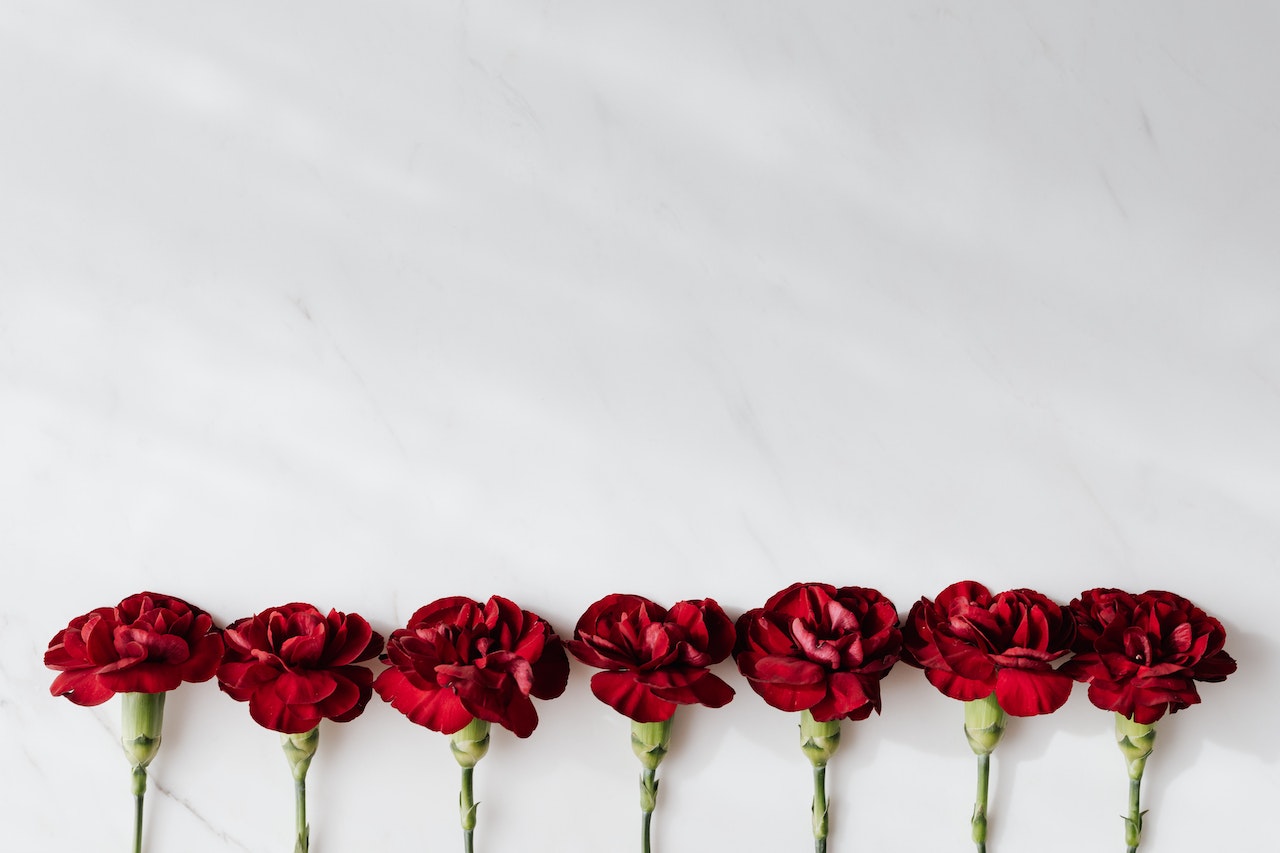 a line of roses against a white background